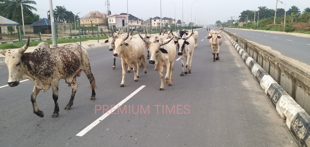 Nwoko Proposes Bill to Establish Ranches in 774 Local Councils